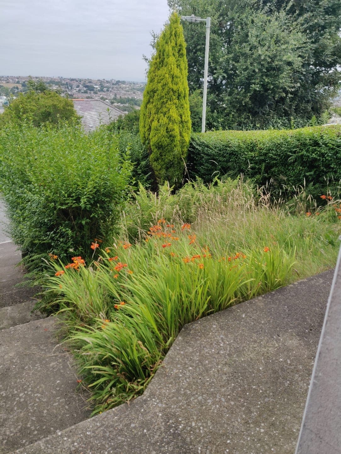 An overgrown roadside verge and hedge photographed before the work started